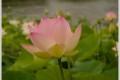 ah les lotus!..